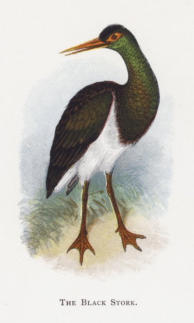 Černý čáp od Alexander Francis Lydon