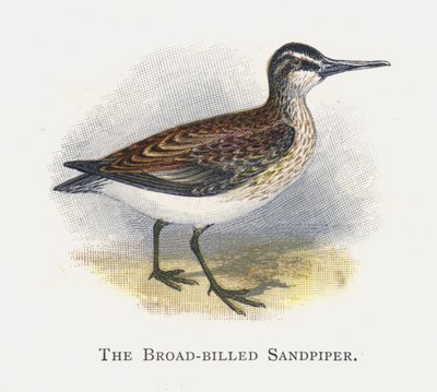 Sandpiper širokozobý od Alexander Francis Lydon