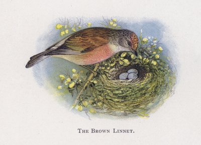 Hnědá Linnet od Alexander Francis Lydon