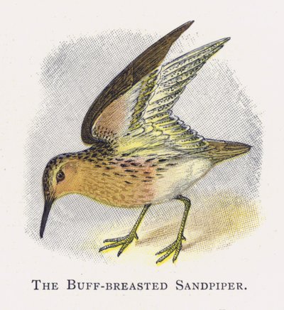 Buff-breasted Sandpiper od Alexander Francis Lydon