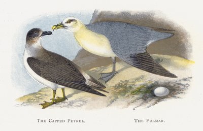 The Capped Petrel, The Fulmar od Alexander Francis Lydon