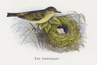 Chiffchaff od Alexander Francis Lydon