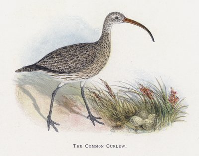 The Common Curlew od Alexander Francis Lydon