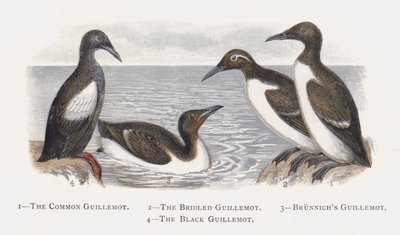 Guillemot obecný, Guillemot uzdený, Guillemot Brunnichs, Guillemot černý od Alexander Francis Lydon