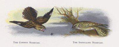 The Common Nightjar, The Isabelline Nightjar od Alexander Francis Lydon
