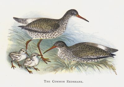The Common Redshank od Alexander Francis Lydon