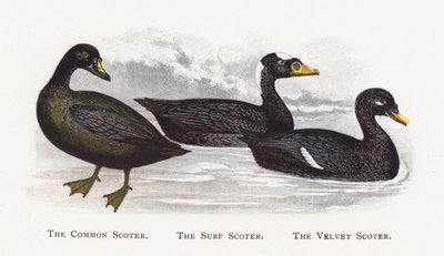 The Common Scoter, The Surf Scoter, The Velvet Scoter od Alexander Francis Lydon