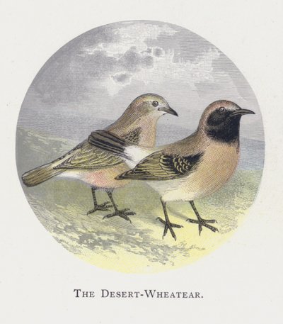 Desert-Wheatear od Alexander Francis Lydon