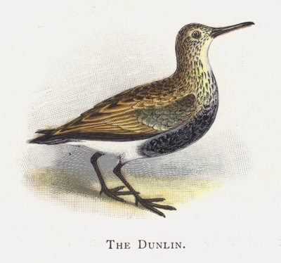 Dunlin od Alexander Francis Lydon