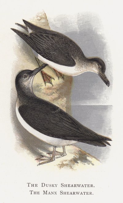 Dusky Shearwater, The Manx Shearwater od Alexander Francis Lydon