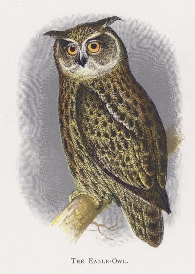 Výr velký od Alexander Francis Lydon