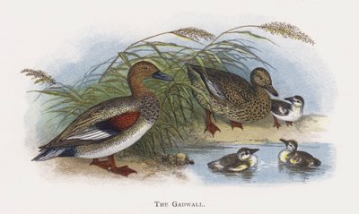 Gadwall od Alexander Francis Lydon