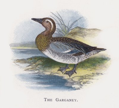 Garganey od Alexander Francis Lydon