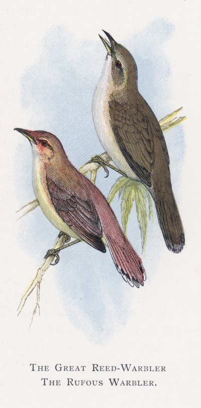 Rákosník velký, pěnice rufous od Alexander Francis Lydon