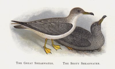 The Great Shearwater, The Saoty Shearwater od Alexander Francis Lydon