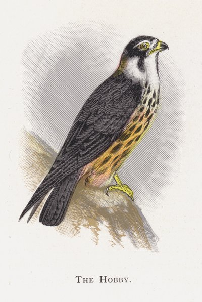 Hobby od Alexander Francis Lydon