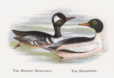 Merganer s kapucí, Goosander od Alexander Francis Lydon