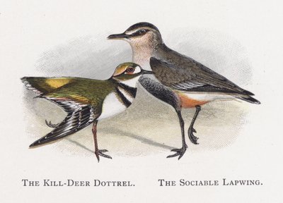 Killdeer Dotterel, Společenský čejek od Alexander Francis Lydon