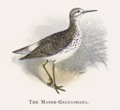 Marsh-Greenshank od Alexander Francis Lydon
