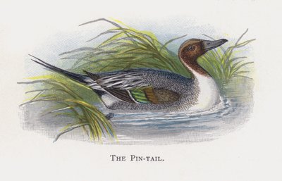 Pin-tail od Alexander Francis Lydon