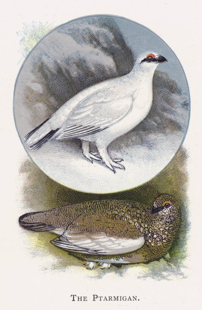 Ptarmigan od Alexander Francis Lydon