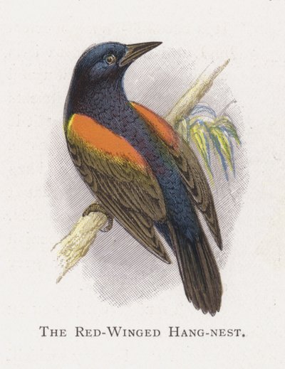 Hnízdo červenokřídlého od Alexander Francis Lydon