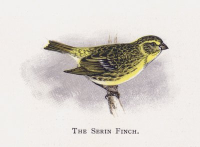 Serin Finch od Alexander Francis Lydon