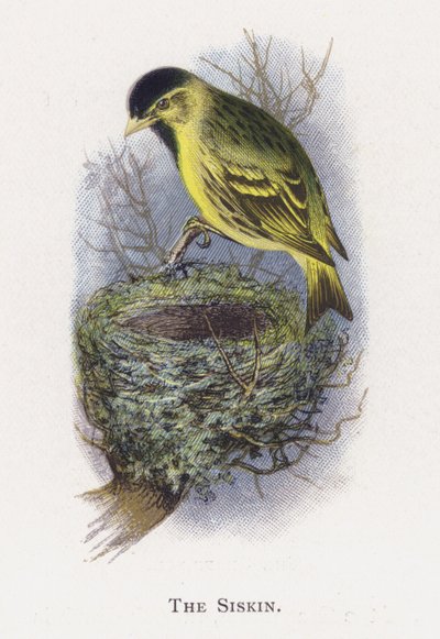 Siskin od Alexander Francis Lydon