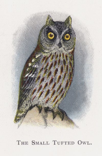 Sova malá od Alexander Francis Lydon