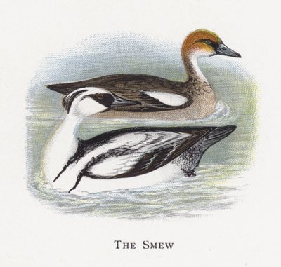 Smew od Alexander Francis Lydon