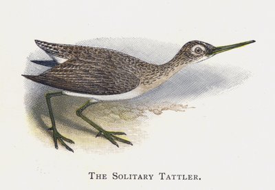 Osamělý tattler od Alexander Francis Lydon