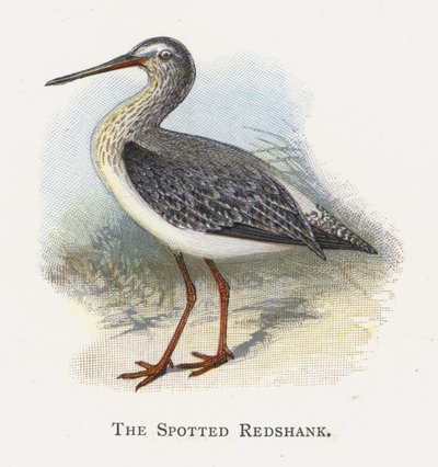 Strakatý Redshank od Alexander Francis Lydon