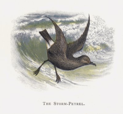Storm-Petrel od Alexander Francis Lydon