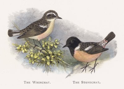 The Whinchat, The Stonechat od Alexander Francis Lydon