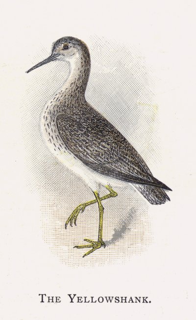 Yellowshank od Alexander Francis Lydon