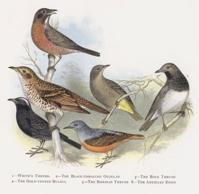Drozd bílý, Ouzelze černohrdlý, Drozd skalní, Bulbul zlatohlavý, Drozd sibiřský, Červenka americká od Alexander Francis Lydon