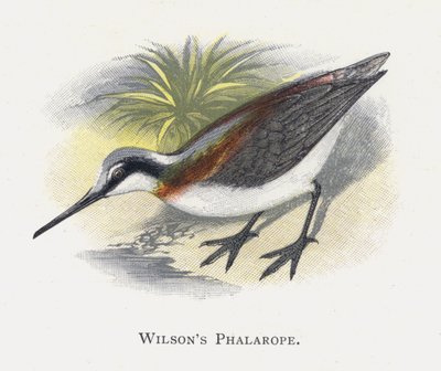 Wilsonův Phalarope od Alexander Francis Lydon