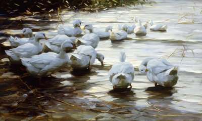 Kachny v mělké vodě Reed; Kachny v mělké rákosové vodě od Alexander Koester
