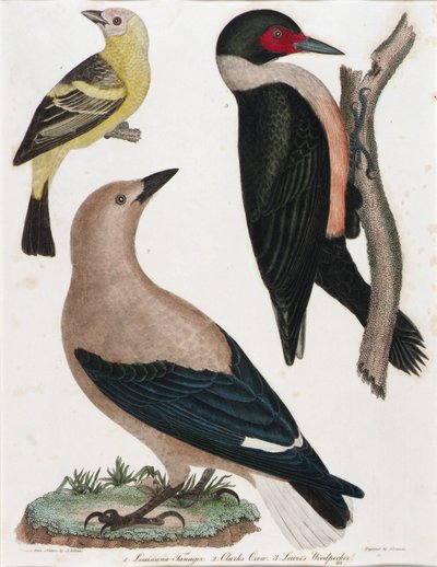 Tanager louisianský, vrána Clarkova, datel Lewisův od Alexander Lawson