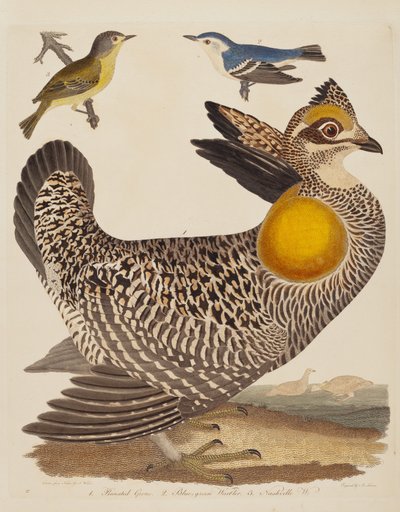 Pinnated Grous, Blue-green Warbler a Nashville Warbler, publikované 1808-1814. od Alexander Lawson