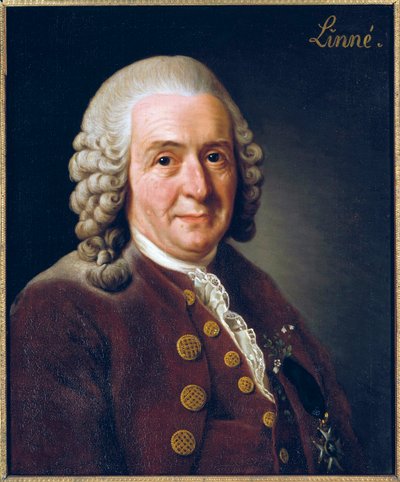 Portrét Carl von Linne (Linnaeus) od Alexander Roslin