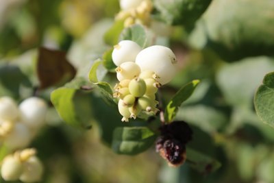 Snowberry 2 od Alexandra Joseph