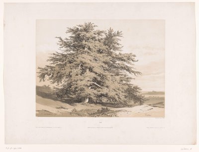 Krajina s cedry Cedres (titul na objektu) od Alexandre Calame