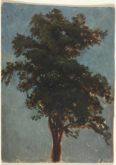 Studie stromů od Alexandre Calame