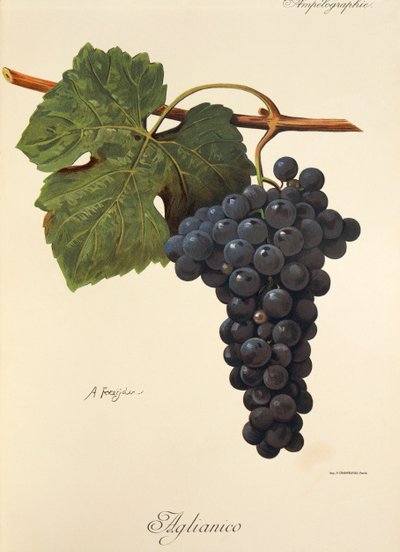 Hrozen Aglianico od A. Kreydera od Alexis Kreyder