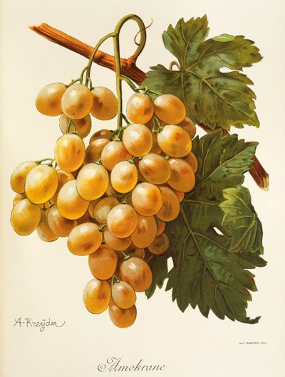 Hrozen Amokrane od A. Kreydera od Alexis Kreyder