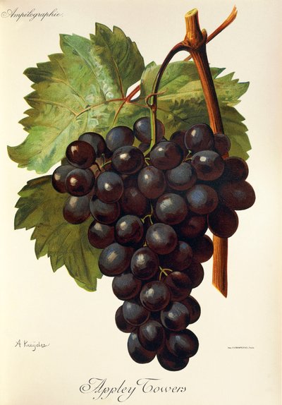 Hrozny Appley Towers. Ilustrace A. Kreyder., Pessione, z Traite General de Viticulture. Ampelografie od Alexis Kreyder