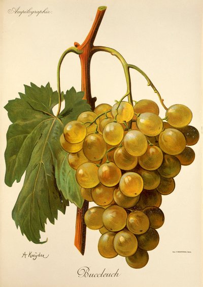 Hrozen Buccleuch od A. Kreydera od Alexis Kreyder