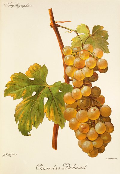 Hrozen Chasselas Duhamel od A. Kreydera od Alexis Kreyder