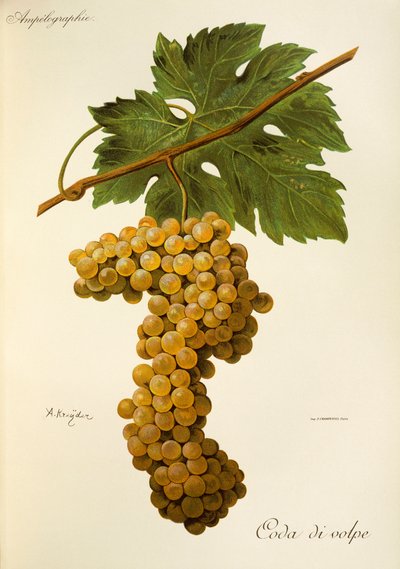 Hrozna Coda di Volpe od A. Kreydera od Alexis Kreyder